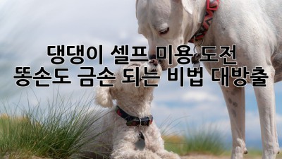 🐶 댕댕이 셀프 미용 도전! 똥손도 금손 되는 비법 대방출 ✂️